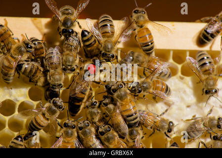 Red Marked Queen Bee Surrounded By Workers On Honeycomb Stock Photo