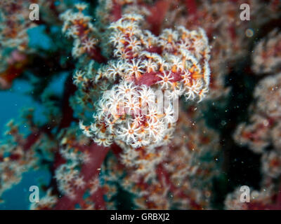 Soft Coral Siphonogorgia Godeffroyi, Nidaliidae. Selayar, South Sulawesi, Indonesia Stock Photo