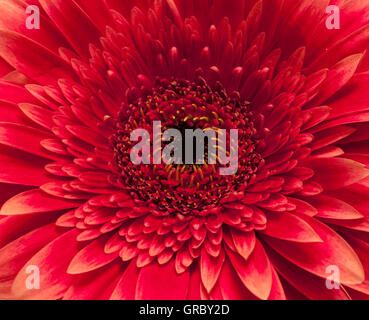 Large red daisy close up macro shot Stock Photo