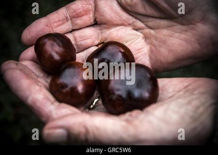 Woman, Hands, Old, Wrinkles, Chestnut Stock Photo