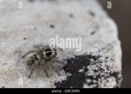 Jumping Spider, Philaeus Chrysops Stock Photo