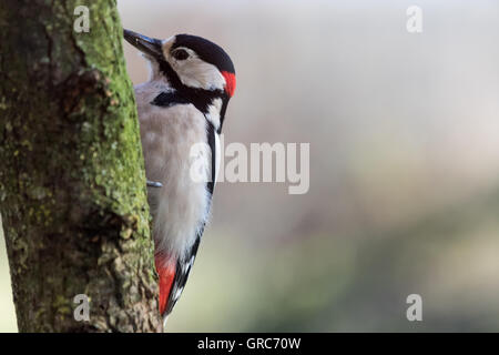 Great Spotted Woodpecker On Tree Trunk Stock Photo