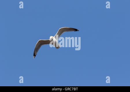 Herring Gull In Flight Stock Photo