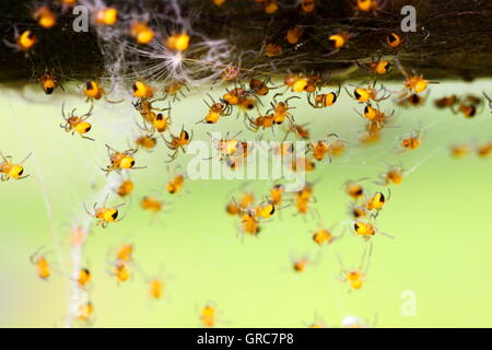 Young Garden Spiders Stock Photo