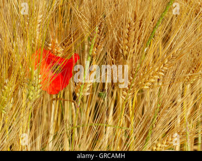 Corn Poppy Flower In A Corn Field Stock Photo