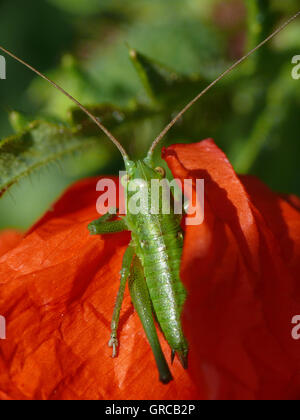 Grasshopper Sitting On A Red Corn Poppy Blossom Stock Photo