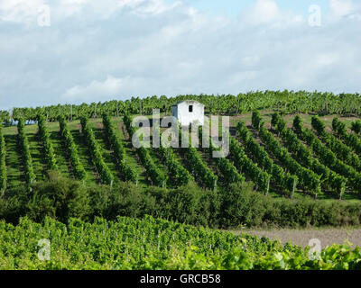 Winegrowing District Rhinehesse In Summer, Germany Stock Photo