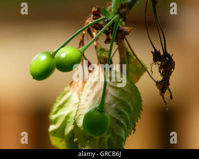 Green, Unripe Cherries And Dried Blossoms On Branch Stock Photo