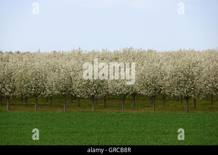 Many Flowering Cherry Trees, Sour Cherry Trees, Panorama Stock Photo