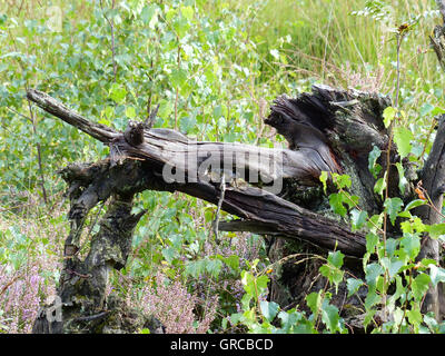 Broken tree trunk that looks like an alligator Stock Photo - Alamy