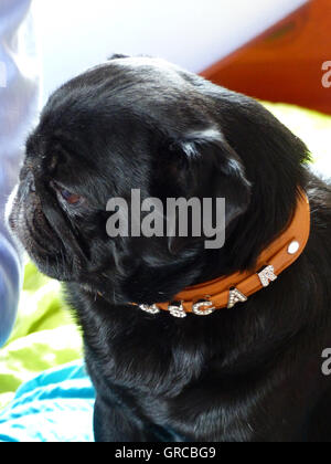 Black Pug Oscar Sitting Stock Photo