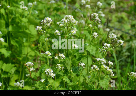Flowering Garlic Mustard, Alliaria Petiolata, Eatable Herbs