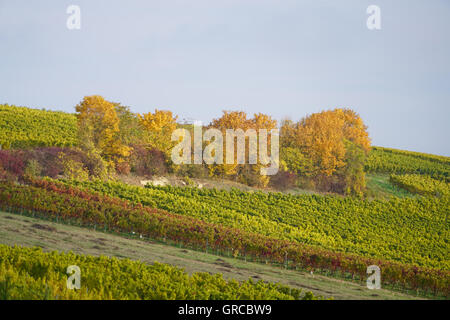 Autumn In Winegrowing District Rhinehesse Stock Photo