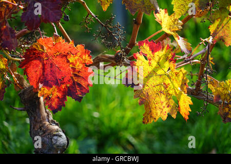 Autumn In Vineyard Stock Photo