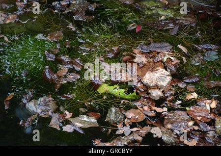 Autumnal Colorful Leaves Floating In The Water, In The Midsummer 2015, After Long Drought In Germany Stock Photo