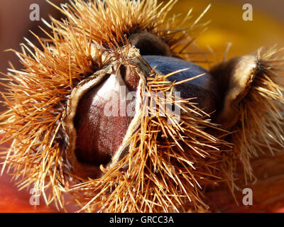 Sweet Chestnuts, Castanea Sativa Stock Photo