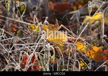 Yellow Autumnal Foliage In Frosty Grass Stock Photo