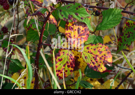 Bramble Leaves In Autumn Stock Photo