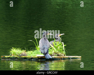 Cormorants Phalacrocorax Carbo On Man-Made Island In A Lake Stock Photo