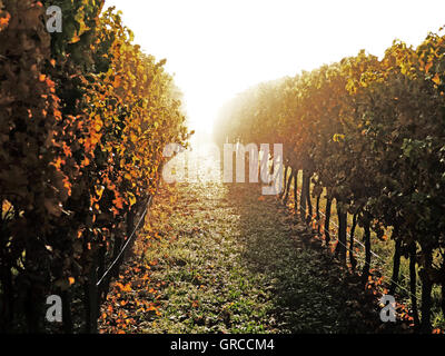 Winegrowing District Rhinehesse, Vineyard In Autumn Stock Photo