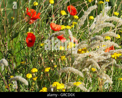 Summer Meadow, Flower Meadow Stock Photo