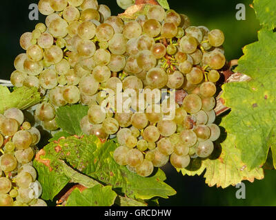 Ripe White Grapes Hanging On A Vine Stock Photo