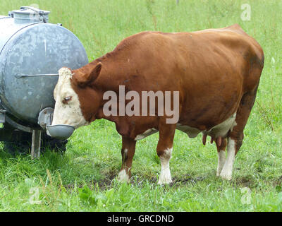 Cow Is Drinking Water On Pasture Stock Photo