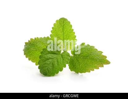 Fresh balm mint leaves isolated on white Stock Photo