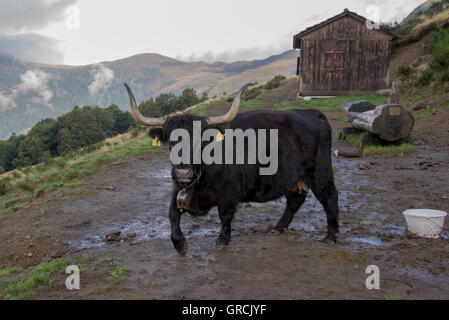 Black Scottish highland cow on a meadow in Germany Stock Photo - Alamy
