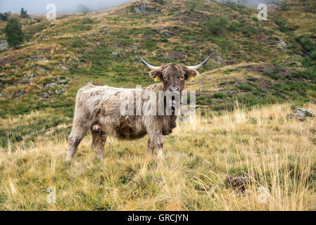 One 1 Brindle Scottish Highland Cow Standing In Dry Yellowish Grass. Horns, Cowbell, Visible Eyes. In The Back Hilly, Slightly Rocky Mountain Meadow, Grey Horizon. Stock Photo
