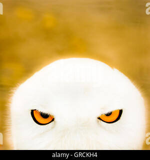 Face Of A Snowy Owl Stock Photo