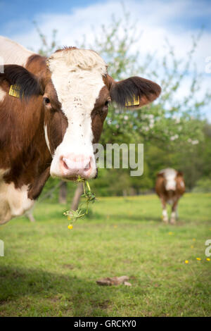 Portrait of cow on pasture Stock Photo - Alamy