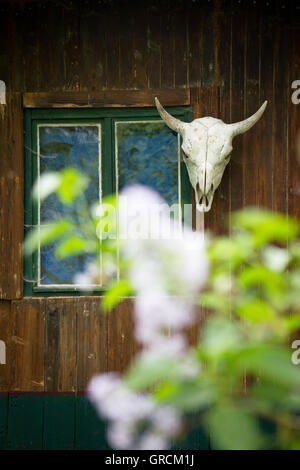 Cow S Skull On A Hut Stock Photo