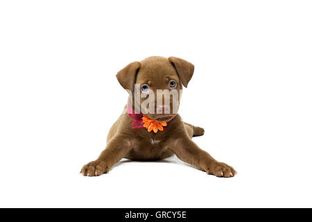 A beautiful chocolate labrador retriever puppy lying down looking to the front in white background