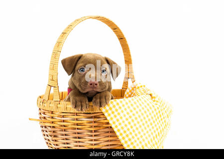 A beautiful chocolate labrador retriever puppy placed in a basket Stock Photo