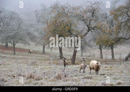 Sheep In A Meadow Orchard At The First Frost, Some Apples And Leaves Are Still Hanging In The Trees Stock Photo