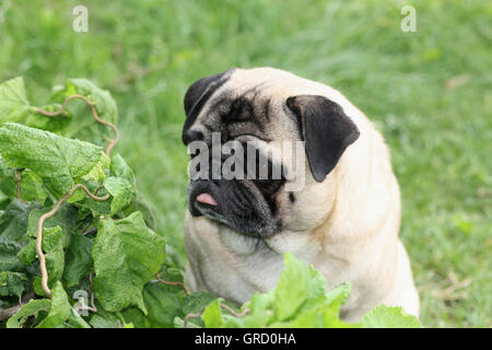 Pretty Beige Pug Sitting In The Grass Enjoying Summer Stock Photo