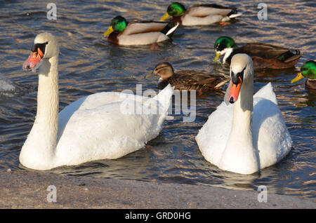 Two Swans With Beaks Frozen In The Cold Winter On The Water, And Some Ducks Stock Photo