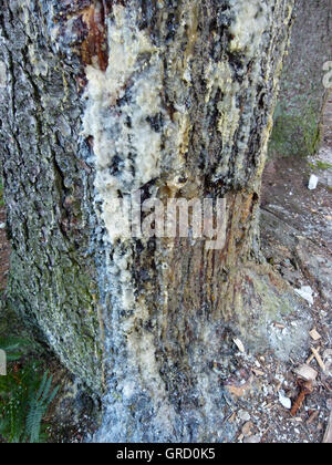 Log With Tree Gum Stock Photo