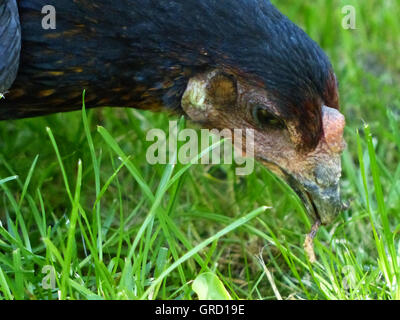 Araucana Chicken Eats Grass, Portrait Of A Free Range Hen In The Garden Stock Photo