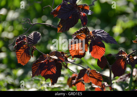 Spring, Fresh Red-Brown Leaves And Shoots Of Blood Hazelnut In Backlight Stock Photo