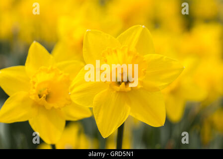 Daffodil, Narcissus Pseudonarcissus Stock Photo