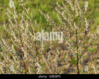 Mugwort, Artemisia Vulgaris, Medical Plant Stock Photo