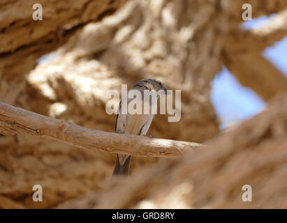 Weaver Bird Sitting In A Shepherd S Tree, Ploceidae In Boscia Albitrunca, Africa Stock Photo