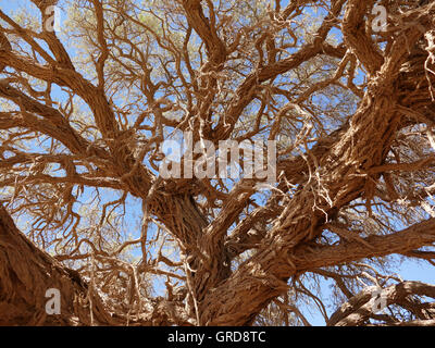 Boscia Albitrunca, Shepherds Tree, Tropical Africa Stock Photo