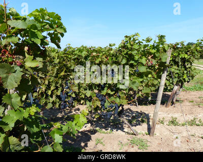 Winegrowing District Rhinehesse Stock Photo