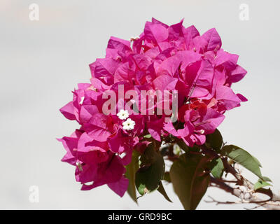 Bougainvillea Stock Photo