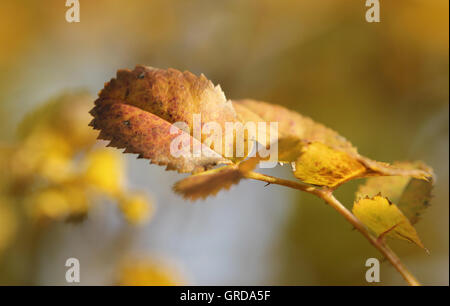 Autumnal Dogrose Leaves Stock Photo
