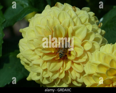 Yellow Dahlia, Pompon Dahlia With Honeybee, Apis Mellifera Stock Photo