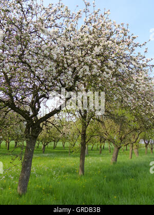 Blossoming Trees On The Orchard Meadow In Spring Stock Photo - Alamy